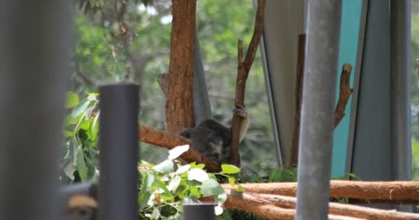 Koala en la isla del zoológico de Taronga en Sydney de mano durante el día — Vídeos de Stock