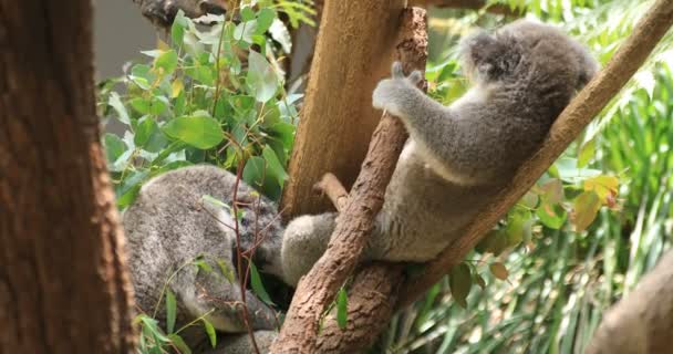 Koala на острове зоопарка Таронга в Сиднее дневной портативный — стоковое видео