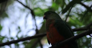 Sydney 'deki Taronga hayvanat bahçesi adasındaki küçük Lorikeet.