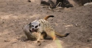 Sydney 'deki Taronga hayvanat bahçesi adasındaki mirket.