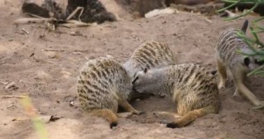 Sydney 'deki Taronga hayvanat bahçesi adasındaki mirket.
