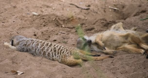 Meerkat на острове Таронга в Сиднее Дневной портативный — стоковое видео