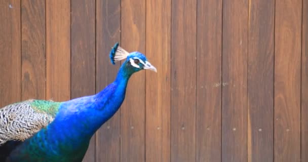 Pavo real en la isla del zoológico de Taronga en Sydney de mano durante el día — Vídeo de stock