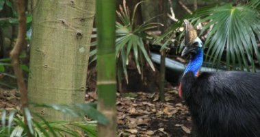 Sydney 'deki Taronga Hayvanat Bahçesi' ndeki Tavuskuşu