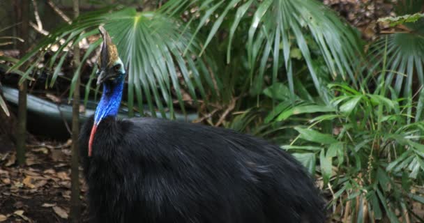 Peacock op Taronga zoo eiland in Sydney overdag handheld — Stockvideo