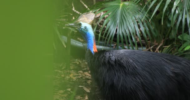 Pavo real en la isla del zoológico de Taronga en Sydney de mano durante el día — Vídeos de Stock