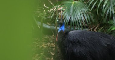 Sydney 'deki Taronga Hayvanat Bahçesi' ndeki Tavuskuşu