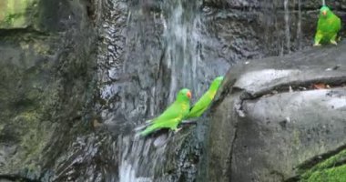 Sydney 'deki Taronga Hayvanat Bahçesi' nde gündüz kuşağında harika bir papağan.
