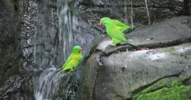 Sydney 'deki Taronga Hayvanat Bahçesi' nde gündüz kuşağında harika bir papağan.