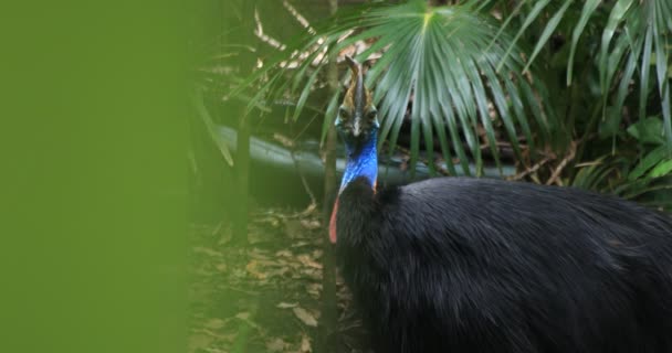 Pavo real en la isla del zoológico de Taronga en Sydney de mano durante el día — Vídeo de stock