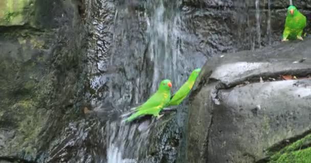 Superbe perroquet au zoo de Taronga sur l'île de Sydney — Video