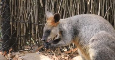 Sydney 'deki Taronga Hayvanat Bahçesi Adasında gündüz gözlüklü bir hayvan