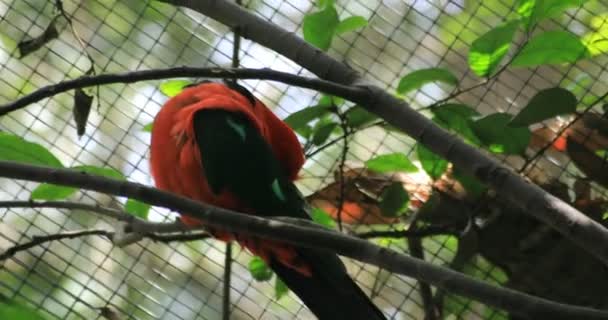 시드니의 타 롱가 동물원에서 식하는 동물들 — 비디오