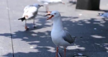 Gündüz vakti Sidney 'de şehir caddesinde martılar