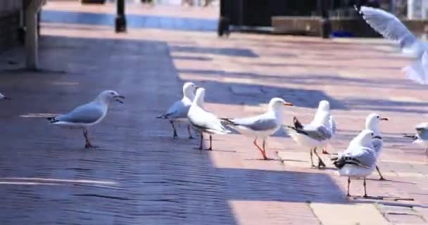 Möwen auf der städtischen Straße in Sydney am Tag — Stockvideo