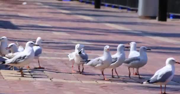 Gaviotas en la calle urbana de Sídney durante el día — Vídeos de Stock