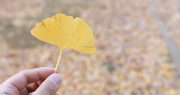 Gignkgo list s rukou na stromě v parku v Tokiu detailní ruční — Stock video