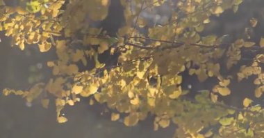 Gignkgo, sonbaharda Tokyo 'daki parkta ağaçta yaprak bırakıyor.