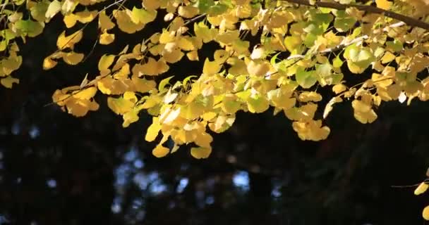 Gignkgo part sur l'arbre au parc de Tokyo à l'automne long shot — Video