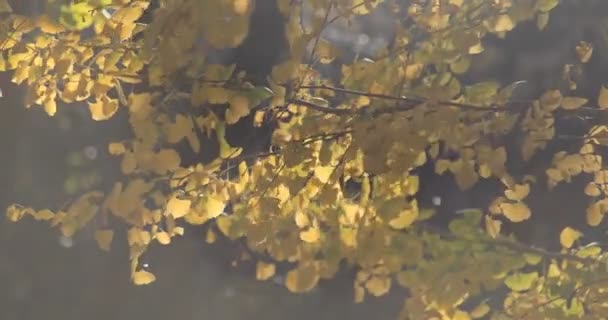 Gignkgo part sur l'arbre au parc de Tokyo à l'automne long shot — Video