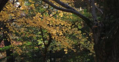 Gignkgo sonbaharda Tokyo 'daki parktaki ağaçta yapraklar yapıyor.