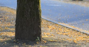 Sonbaharda Tokyo 'daki parkta ginkgo sokağının gölgesi.