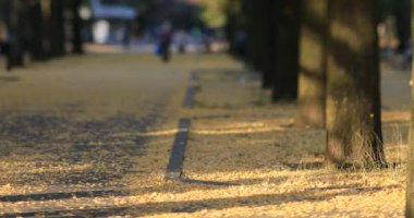 Sonbaharda Tokyo 'daki ginkgo caddesinde yürüyen insanlar
