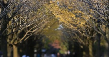 Sonbaharda Tokyo 'daki ginkgo caddesinde yürüyen insanlar