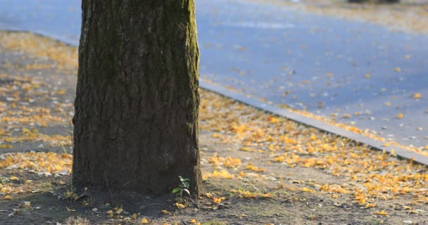 秋の東京の公園の銀杏並木の影 — ストック動画