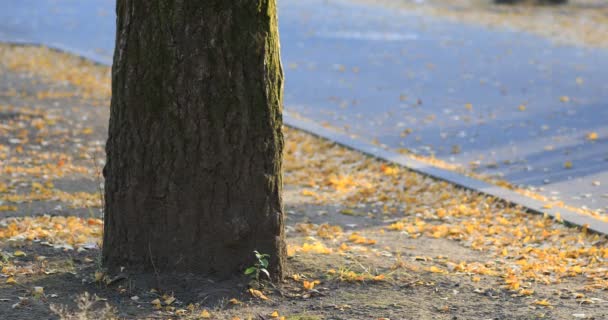 Cień ginkgo ulicy w parku w Tokio na jesieni — Wideo stockowe