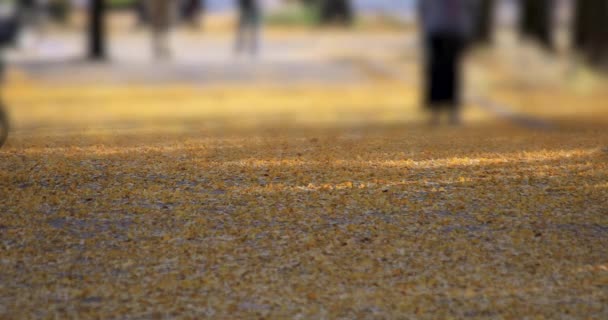 秋に東京の銀杏並木を歩く人 — ストック動画