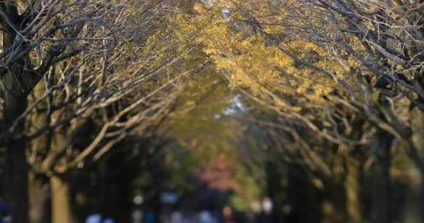 Walking ludzi na ulicy ginkgo w Tokio jesienią — Wideo stockowe