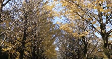 Gignkgo, sonbaharda Tokyo 'daki parktaki ağaçta yaprak çırpıyor.