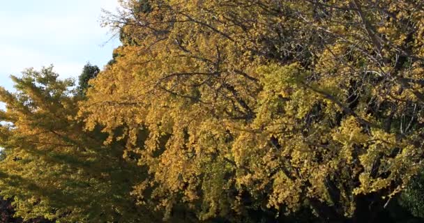 Gignkgo листья на дереве в парке в Токио осенью широкий снимок — стоковое видео