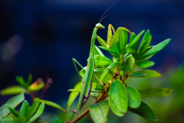 Gündüz vakti yaprağın üzerinde yeşil bir peygamber devesi