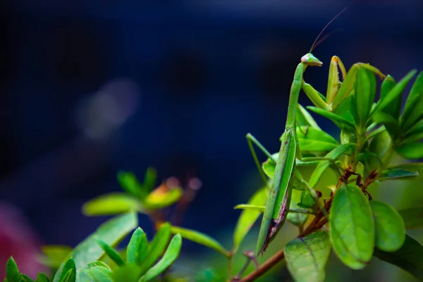 Una mantis verde en el primer plano diurno de la hoja —  Fotos de Stock