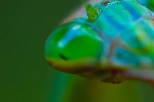 Um louva-a-deus na folha durante o dia super close-up — Fotografia de Stock