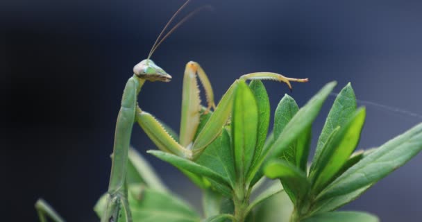 Um mantis verde na folha closeup diurno — Vídeo de Stock
