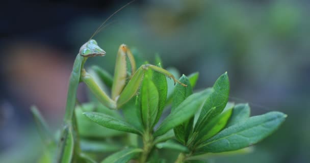 En grön mantis på löv dagtid närbild — Stockvideo