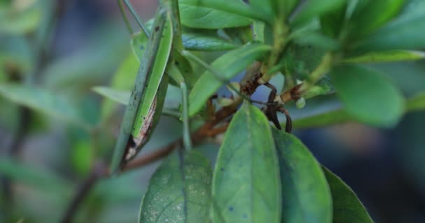 Um mantis verde na folha closeup diurno — Vídeo de Stock