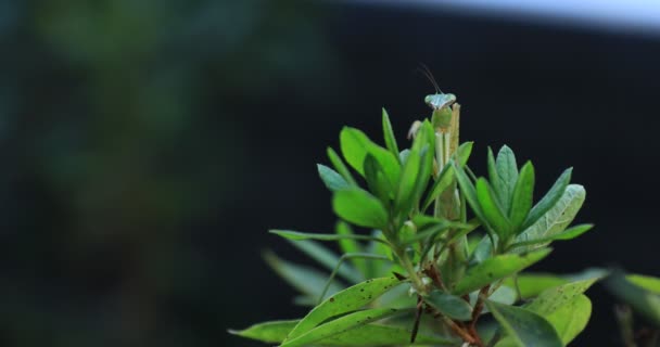 Sebuah belalang hijau di siang hari daun menutup — Stok Video