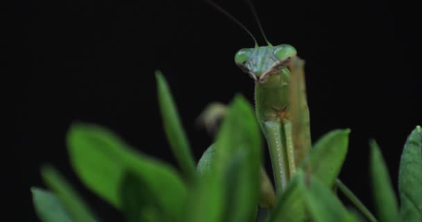 A green mantis on the leaf daytime closeup — Stock Video