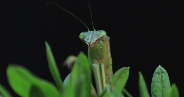 A green mantis on the leaf daytime closeup — Stock Video