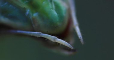 Gündüz yaprağında yeşil bir peygamber devesi