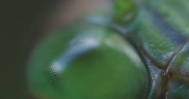 Gündüz yaprağında yeşil bir peygamber devesi