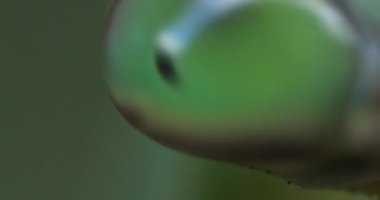 Gündüz yaprağında yeşil bir peygamber devesi