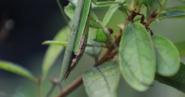 A green mantis on the leaf daytime closeup tilt