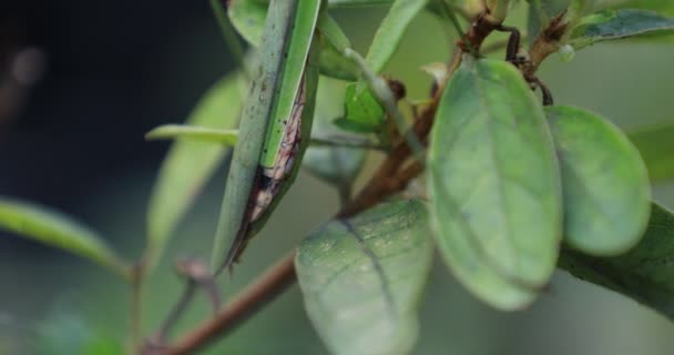 Зеленый богомол на листьях днем наклон крупным планом — стоковое видео
