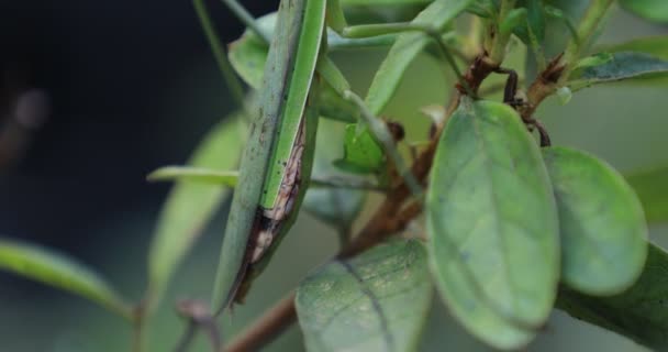 A green mantis on the leaf daytime closeup tilt — Stok video