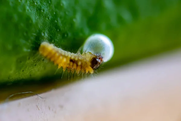 A small yellow larva of butterfly on the leaf daytime super closeup — Stock Photo, Image